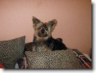 Jorkšírský terier, Yorkshire Terrier,