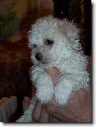 Bichon á poil frisé, Bichon Frise