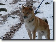 Shiba