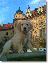 Golden retriever \(Dog standard\)