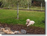 Golden retriever \(Dog standard\)