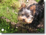 Jorkšírský terier, Yorkshire Terrier,