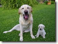 Retriever