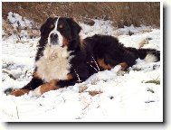 Berner Sennenhund