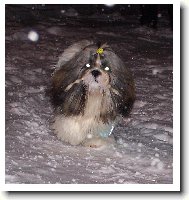 icu, Shih-Tzu