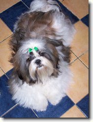 icu, Shih-Tzu