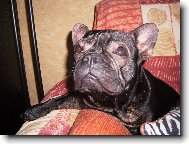 Bouledogue francais, French Bulldog