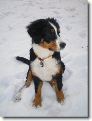 Berner Sennenhund