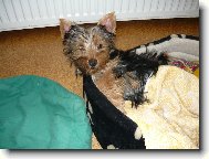 Jorkšírský terier, Yorkshire Terrier,