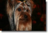 Jorkšírský terier, Yorkshire Terrier,