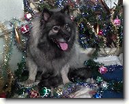 Deutscher spitz, German Spitz