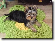 Jorkšírský terier, Yorkshire Terrier,