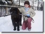 Newfoundland \(Dog standard\)