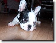 Bouledogue francais, French Bulldog