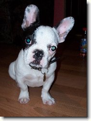 Bouledogue francais, French Bulldog