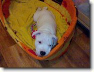 Staffordshire Bullterrier