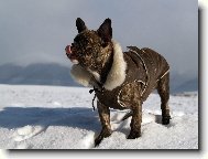 Bouledogue francais, French Bulldog