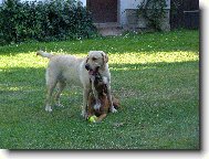 Labradorsk retrvr