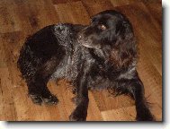 Deutscher Wachtelhund, German Spaniel