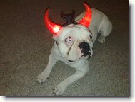 Bouledogue francais, French Bulldog