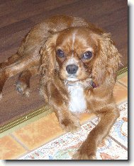 Cavalier King Charles Spaniel