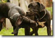 Deutsche Dogge