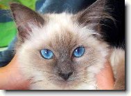 Ragdoll