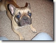 Bouledogue francais, French Bulldog