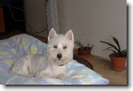 West Highland White Terrier
