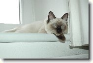 Ragdoll
