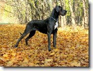 Deutsche Dogge