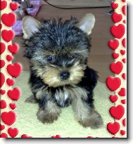 Jorkšírský terier, Yorkshire Terrier,