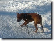 Staffordshire Bullterrier