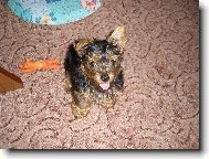 Jorkšírský terier, Yorkshire Terrier,