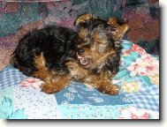 Jorkšírský terier, Yorkshire Terrier,