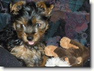 Jorkšírský terier, Yorkshire Terrier,