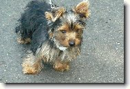 Jorkšírský terier, Yorkshire Terrier,
