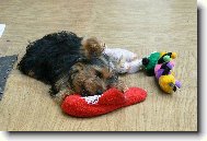 Jorkšírský terier, Yorkshire Terrier,