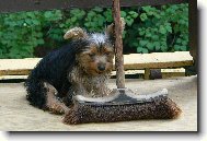 Jorkšírský terier, Yorkshire Terrier,