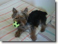 Jorkšírský terier, Yorkshire Terrier,
