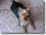 Jorkšírský terier, Yorkshire Terrier,