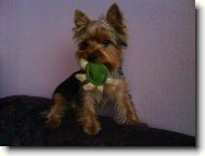 Jorkšírský terier, Yorkshire Terrier,
