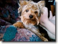 Jorkšírský terier, Yorkshire Terrier,