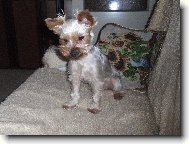 Jorkšírský terier, Yorkshire Terrier,