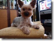 Jorkšírský terier, Yorkshire Terrier,
