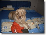Retriever