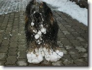 Tibetan Terrier