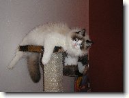 Ragdoll
