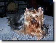 Jorkšírský terier, Yorkshire Terrier,