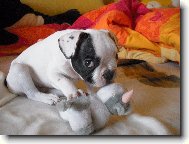 Bouledogue francais, French Bulldog